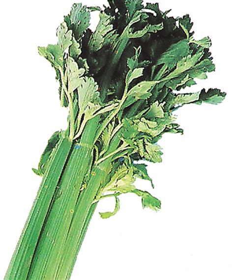 Celery production guide – Agriculture Monthly.